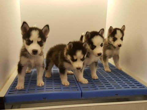 Husky sibirya yavruları