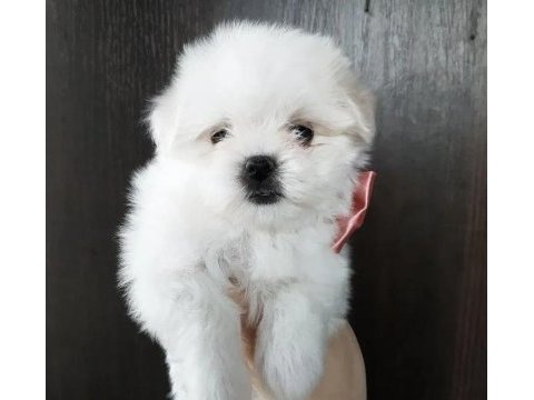 Maltese yavrularımız gelmiştir