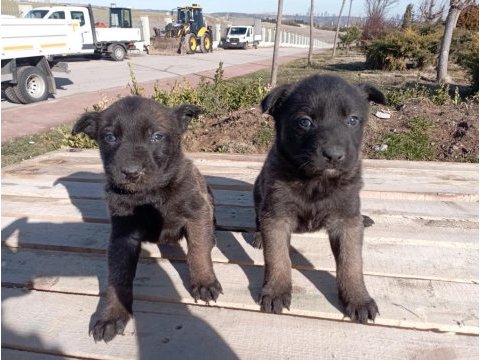 Belçika malinois 37 günlük orijinal yavrular