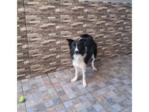 Yetişkin temel düzey eğitimli border collie