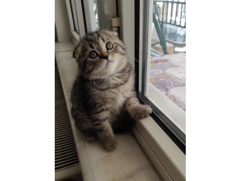 Saf ırk scottish fold golden cat