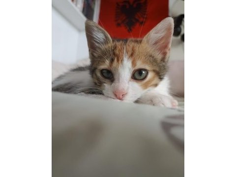 Calico şans kedisi