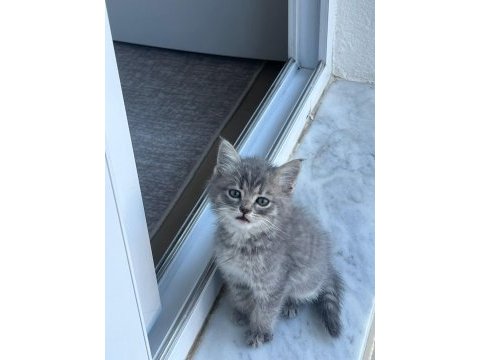 British shorthair sevimli patiler