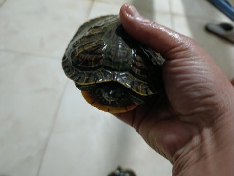 Büyük boy su kaplumbağası