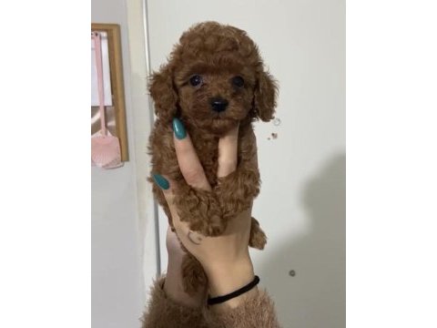 Yeni açılan toy poodle çiftliğimizden garantili yavrular