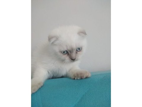 Sütten yeni kesilmiş scottish fold yavrular