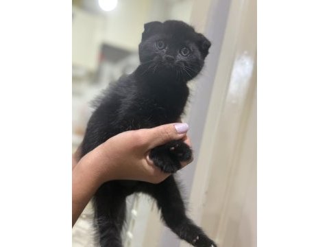 15 haziran doğumlu son kalan 2 scottish fold
