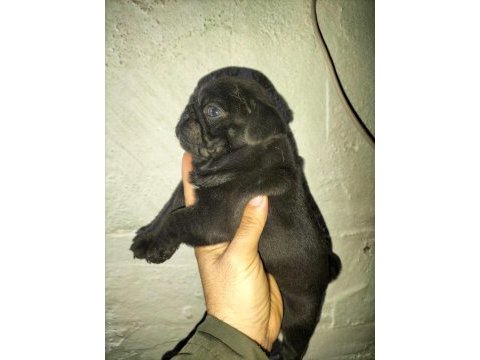 Pug bebeklerimiz yeni ailelerini bekliyor