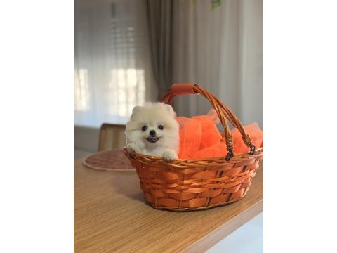 Teddy bear ayı surat pomeranian