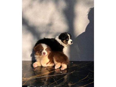 Dağ köpeği bernese yavruları çiftlikten
