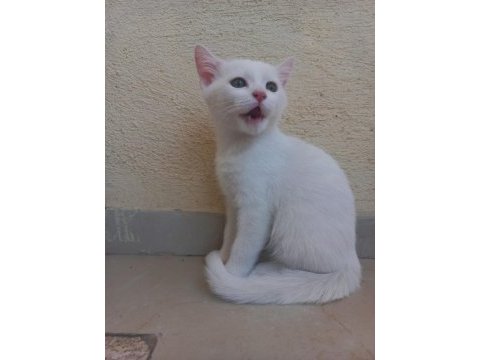 3 adet beyaz yavrular