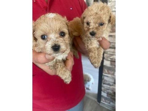 Harika maltipoo yavrular