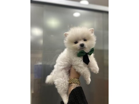 Sıfır numara pomeranian bebekler