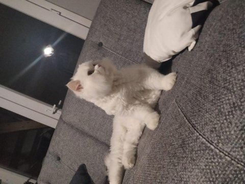 Scottish straight beyaz erkek kedi