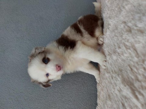 Rengarenk border collie yavrularımız