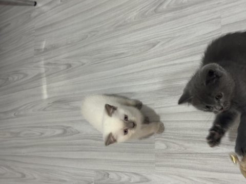 2 aylık british shorthair bebeklerimiz