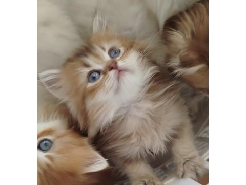 Safkan anne ve babadan british longhair