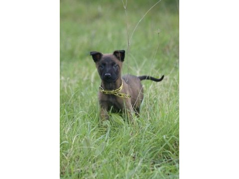 Mükemmel kan hattı ırk garantili şecereli malinois yavrular