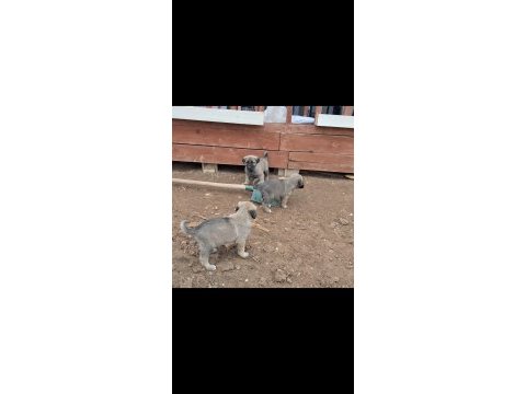 Orjinal saf kangal yavru