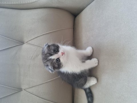 Scottish fold yavru kediler