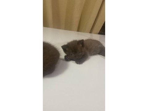 1.5 ay kedimiz kuru mama başladık