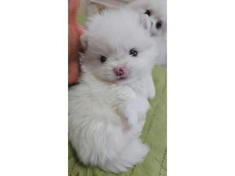 Beyaz pomeranian boo rezerve açık