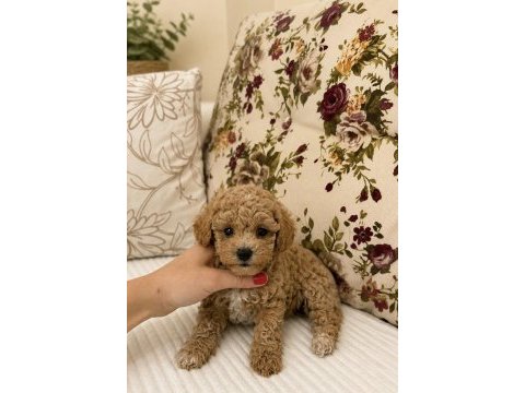 Micro boy maltipoo kıvır kıvır üst düzey