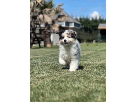 Enfes avustralya çoban köpeği yavruları