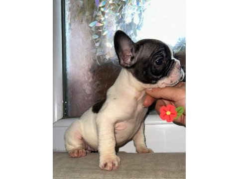 French bulldog güzellikler
