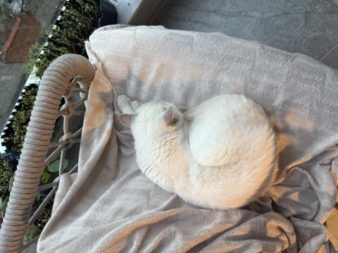 Ücretsiz sahiplendirme british shorthair