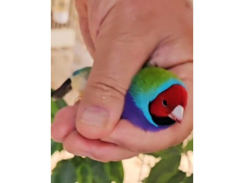 Gökkuşağı ispinozu (gouldian finch) mevcuttur