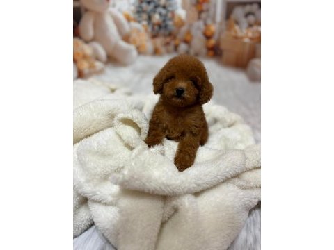 Küçük boy kore poodle köpeklerimiz