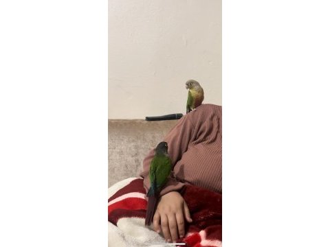 Çift ve sağlıklı ve eğitimli konur papağanı