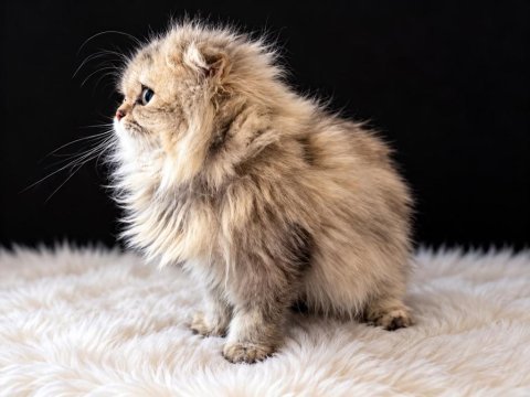 Güzelliğiyle kalpleri fetheden minik scottish fold prenses!