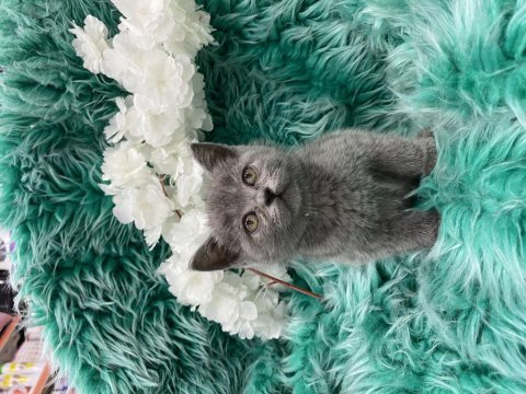 Güzel scottish fold yavrular yeni yuvalarını arıyor
