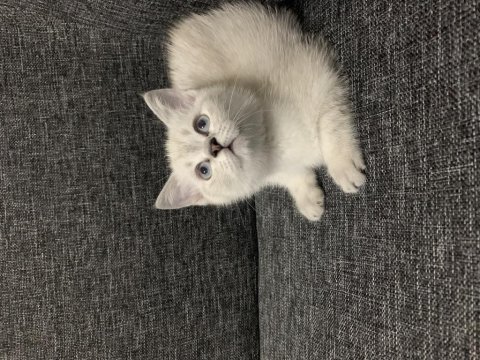 Arkadaş canlısı oyuncu show kalite british shorthair