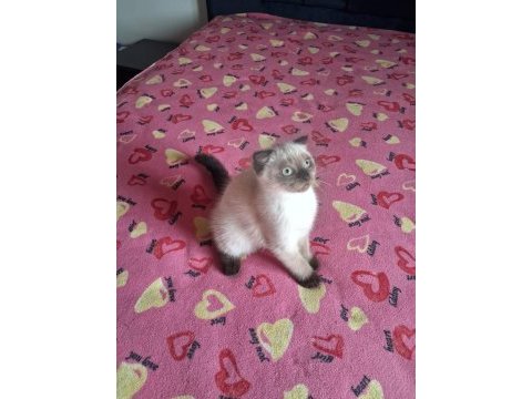 British shorthair yavrularımız