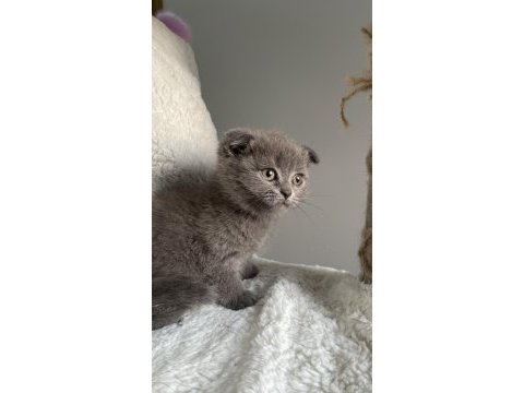 Mükemmel huylu scottish fold yavrumuz