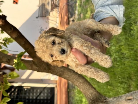 Toy poodle 40 günlük