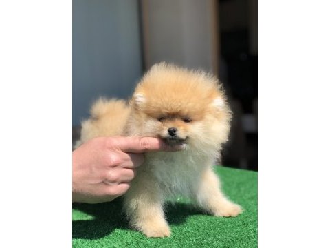 3.5 aylık show kalite dişi pomeranian boo