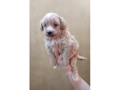 Maltipoo yavru köpekler