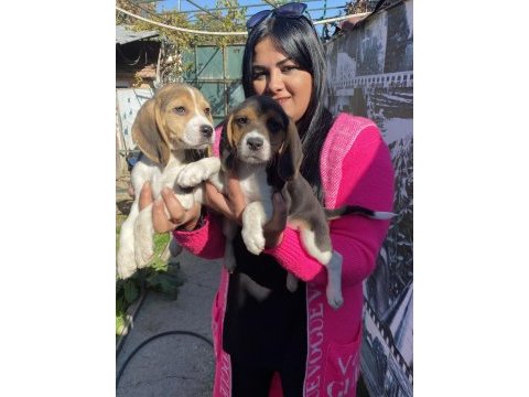 Elizabet beagle yavrularım