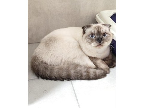 Scottish fold kapalı kulak gözler mavi 9 aylık
