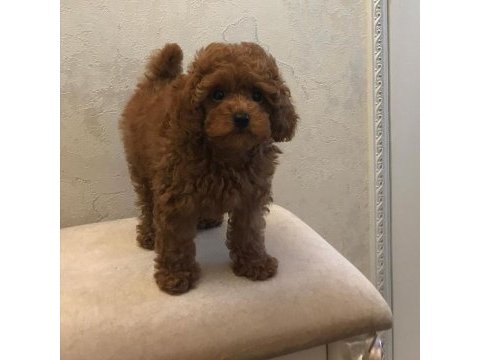 Kaliteli toy poodle yavruları