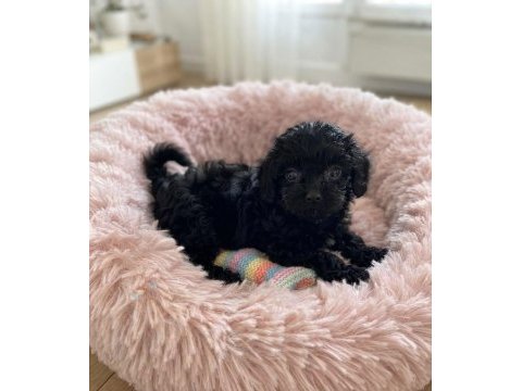 Çok uyguna teacup minik köpekler