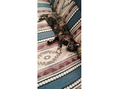 Çok acil kedi sahiplendirme