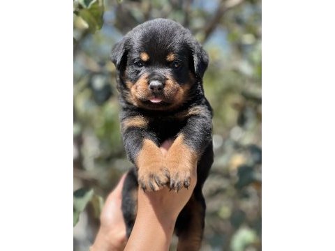 Şecere soy kütüğünden rottweiler yavrular