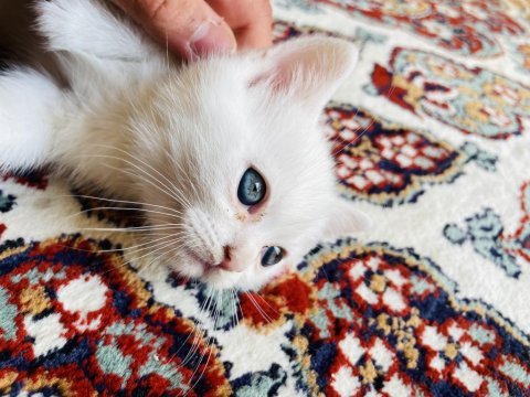 British shorthair yavrumuza yuva arıyoruz