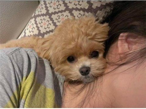 Teacup maltipoo