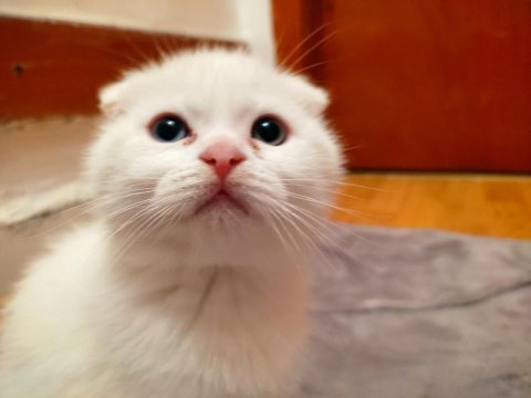 2 aylık scottish fold